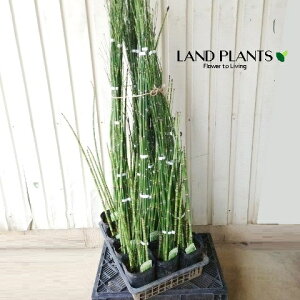 W{gNTigNTFuj 5 |bgc 1 G_E`gNT ؑ  n~KLNT Equisetum hyemale