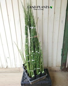 yP[X̔F12z W{gNTigNTFuj 5 |bgc 12 G_E`gNT ؑ  n~KLNT Equisetum hyemale