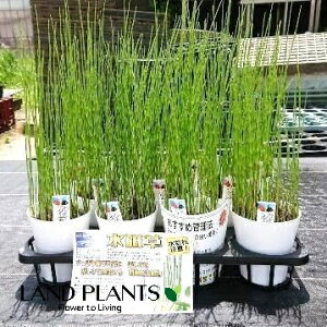 yP[X̔F11z gNTi~YgNTFuj 4 vX`bN 11 G_E`gNT u ؑ  n~KLNT Equisetum hyemale