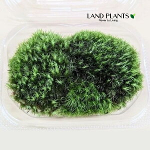 AnVSPietہj STCYig100mm×65mm×45mmj 1pbN VRR  RP  Rہi܂j }WESPi\ہj VKSPiہj AnILiSPiet