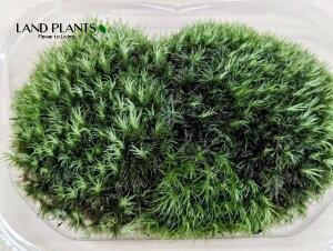 yP[X̔F24z AnVSPietہj STCY 24pbN VRR  RP  Rہi܂j }WESPi\ہj VKSPiہj AnILiSPiet