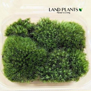 AnVSPietہj MTCYig120mm×95mm×45mmj 1pbN VRR  RP  Rہi܂j }WESPi\ہj VKSPiہj AnILiSPiet