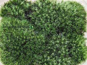 yP[X̔F16z AnVSPietہj MTCY 16pbN VRR  RP  Rہi܂j }WESPi\ہj VKSPiہj AnILiSPiet