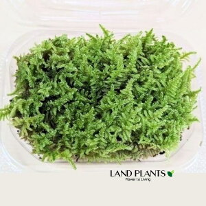 �n�C�S�P�i�����ہj S�T�C�Y�i���g100mm×65mm×45mm�j 1�p�b�N �V�R�R�� �� �R�P ���� Hypnum plumaeforme Wilson