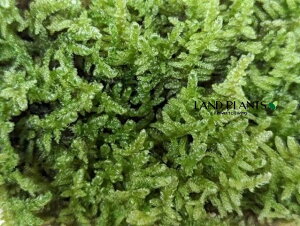 �n�C�S�P�i�����ہj S�T�C�Y�i���g100mm×65mm×45mm�j 1�p�b�N �V�R�R�� �� �R�P ���� Hypnum plumaeforme Wilson