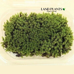 XiSPiہj STCYig100mm×65mm×45mmj 1pbN VRR  RP  Racomitrium canescens