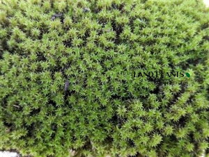 yP[X̔F24z XiSPiہj STCYig100mm×65mm×45mmj 24pbN VRR  RP  Racomitrium canescens