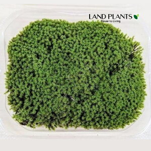 XiSPiہj MTCYig120mm×95mm×45mmj 1pbN VRR  RP  Racomitrium canescens