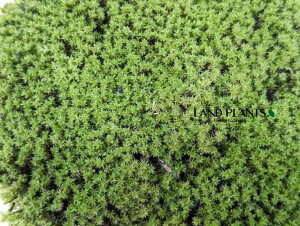 yP[X̔F16z XiSPiہj MTCYig120mm×95mm×45mmj 16pbN VRR  RP  Racomitrium canescens