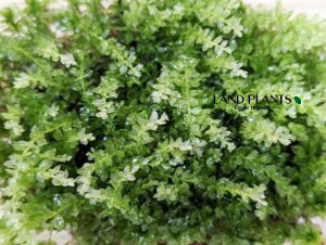 �y�P�[�X�̔��F24���z �R�c�{�S�P�i�����d�j S�T�C�Y�i���g100mm×65mm×45mm�j 24�p�b�N �V�R�R�� �� �R�P ���� ���ؑ� Plagiomnium acutum (Lindb.) T.J.Kop. Miniaceae