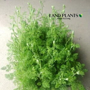 yP[X̔F24z IEOfBt 3.5 |bgc 24 IOfBt I IA zCgE[XEt[ Orlaya grandiflora