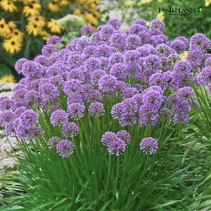 yP[X̔F24z AE i~jAj 3.5 |bgc 24 Allium 'Millenium'