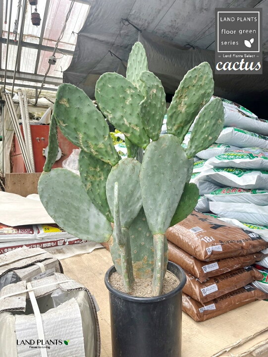 ウチワ サボテン 巨大 ウチワサボテン ロブスタ 大丸盆 Opuntia robusta