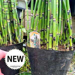 gNTigNTj 7 |bgc 1 G_E`gNT u ؑ  n~KLNT Equisetum hyemale