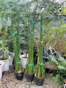 gNTigNTj 7 |bgc 1 G_E`gNT u ؑ  n~KLNT Equisetum hyemale