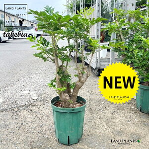 ^xrA iF~͎dāj 8 vX`bNc 1 H80cmx Cy[ CyL\ mE[tabebia