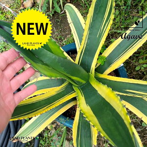 E[ciF[΁j 10 vX`bN 1 AKx  ڔ Agave