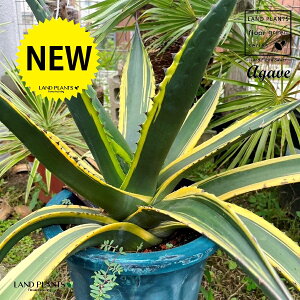 E[ciF[΁j 10 vX`bN 1 AKx  ڔ Agave