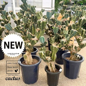 T{eiSʊpFԂԂj 12 vX`bNc 1 LJN nVT{e T{e  A Cereus repandus Peruvian apple