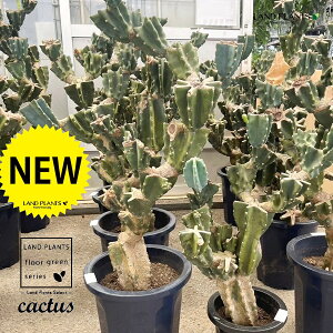 T{eiSʊpFԂԂj 12 vX`bNc 1 LJN nVT{e T{e  A Cereus repandus Peruvian apple