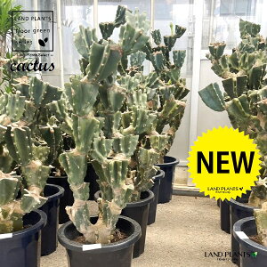 T{eiSʊpFԂԂj 10 vX`bNc 1 LJN nVT{e T{e  A Cereus repandus Peruvian apple