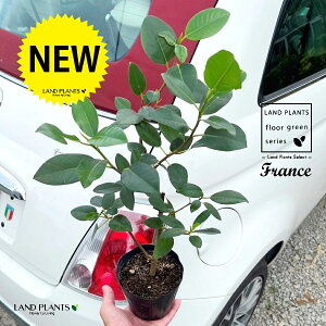 tXSiR`j 4 |bgc 1 S S̖ tBJX rLm[T rMm[T Ficus rubiginosa
