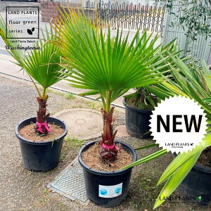 ViVgVj 1 15 vX`bN F V̖ p[c[ ILiV VgjAp[ Washingtonia filifera