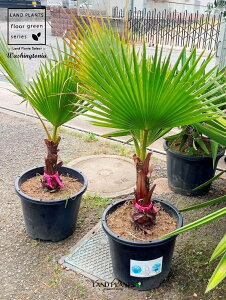 ViVgVj 1 15 vX`bN F V̖ p[c[ ILiV VgjAp[ Washingtonia filifera