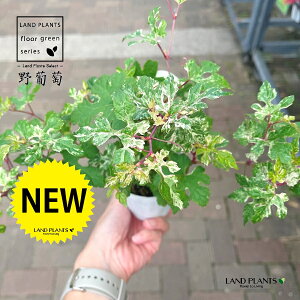 muhEi앒Fj 3 |bgc 1 CkuhE JXuhE ٗt֕ Ampelopsis glandulosa var. heterophylla