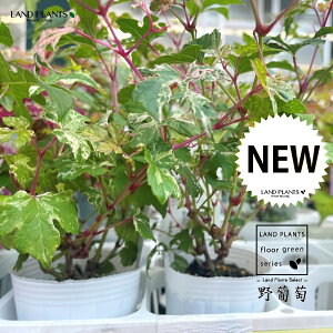 muhEi앒Fj 3 |bgc 1 CkuhE JXuhE ٗt֕ Ampelopsis glandulosa var. heterophylla