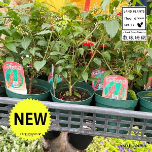 WYTSiXFԁj1{ 3 |bgc ngx[ }S{E Bi Rivina humilis Bloodberry