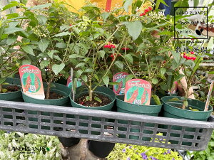 yP[X̔F20z WYTSiXFԁj20{ 3 |bgc ngx[ }S{E Bi Rivina humilis Bloodberry