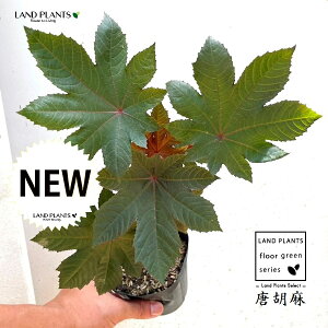 gES}iӖj 3.5 |bgc 1 q}i햃j Ђ܂i햃qj Ricinus communis