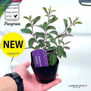 ZCEjW{NivvAj 3 |bgc 1 ~con}SE mjW{N p[vA Vitex trifolia 'Purprea'