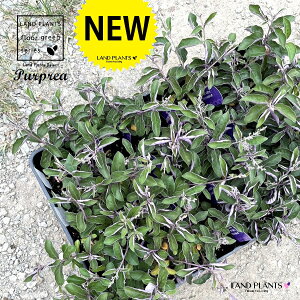 yP[X̔F24z ZCEjW{NivvAj 3 |bgc 24 ~con}SE mjW{N p[vA Vitex trifolia 'Purprea'