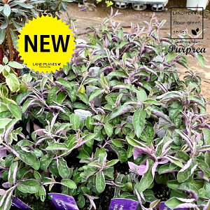 yP[X̔F24z ZCEjW{NivvAj 3 |bgc 24 ~con}SE mjW{N p[vA Vitex trifolia 'Purprea'