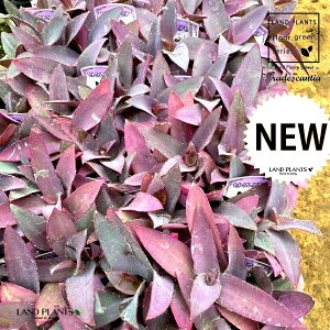 yP[X̔F24z ZgNAZAiaFTLSej 3 |bgc 24 p[v n[g p[vn[g cNT TLcNT gfBXJ`A Tradescantia pallida ePurple