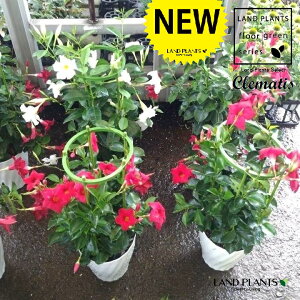 N}`XifBA}eBiFԉԁj1 3 |bgc fBA}eBi ebZ Zj\E Clematis