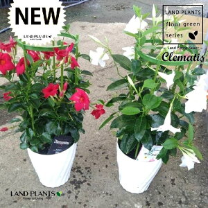 N}`XiT}[X^[Fԁj1 3 |bgc fBA}eBi ebZ Zj\E Clematis