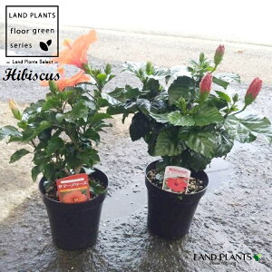 ハイビスカス(サマーブリーズー:橙色) 5寸 プラスチック苗 1鉢 ブッソウゲ 仏桑花 扶桑花 仏桑華 赤花 Hibiscus rosa-sinensis rose of China Chinese hibiscus