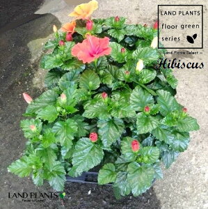 yP[X̔F8z nCrXJXiT}[bhET}[u[Yj 5 vX`bNc 8 ub\EQ K }K K ԉ Hibiscus rosa-sinensis@rose of China Chinese hibiscus