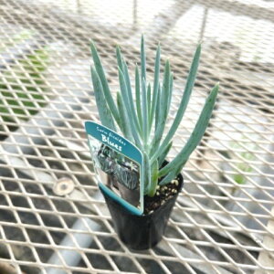 LIitBRCfXEu[Xj 2.5 |bgc 1 ZlVI Curio ficoides 'Blue'