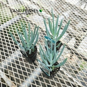 yP[X̔F24z LIitBRCfXEu[Xj 2.5 |bgc 24 ZlVI Curio ficoides 'Blue'