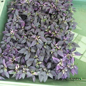 yP[X̔F24z yϏܗpz SVLgEKVip[vtbVj 3 |bgc 24 gEKV hq nEB Capsicum annuum