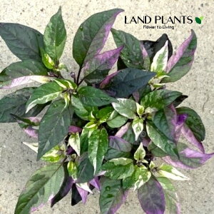 yϏܗpz SVLgEKVip[vtbVj 3.5 |bgc 1 gEKV hq nEB Capsicum annuum
