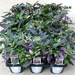 yP[X̔F15z yϏܗpz SVLgEKVip[vtbVj 3.5 |bgc 15 gEKV hq nEB Capsicum annuum