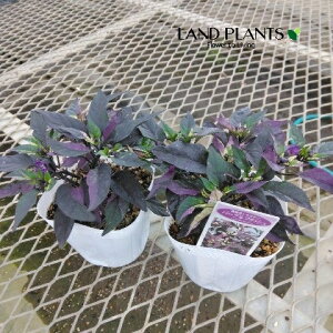 yϏܗpz SVLgEKVip[vtbVj 3.5 |bgc 1 gEKV hq nEB Capsicum annuum