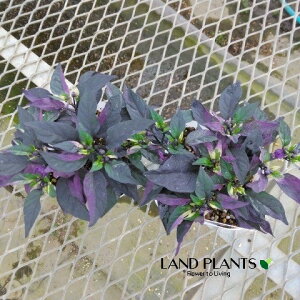 yϏܗpz SVLgEKVip[vtbVj 3.5 |bgc 1 gEKV hq nEB Capsicum annuum