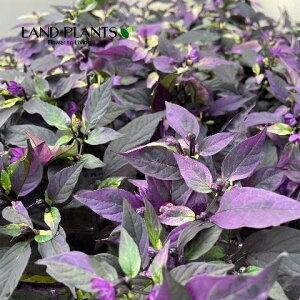 yϏܗpz SVLgEKVip[vtbVj 3.5 |bgc 1 gEKV hq nEB Capsicum annuum