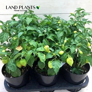 yP[X̔F6z gEKVinolj 5 vX`bN 6 gEKV hq nEB chile habanero Habanero chilli Capsicum chinense